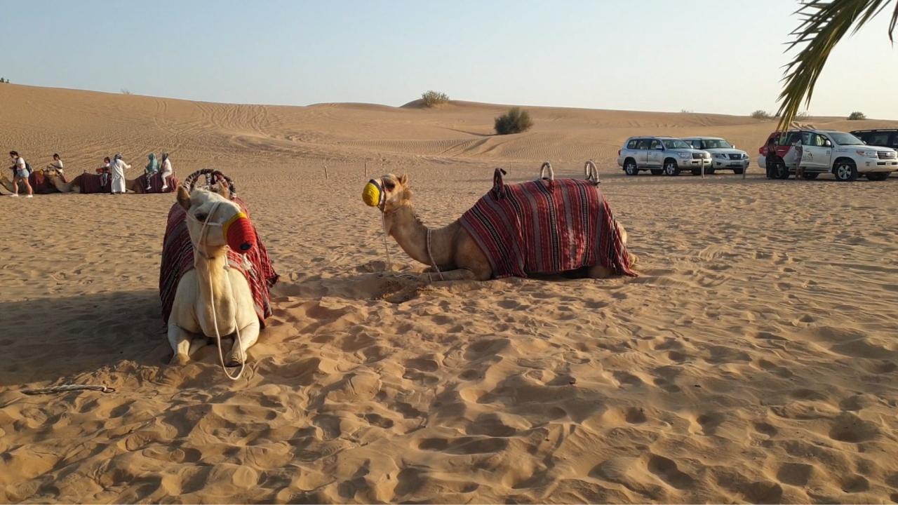 Camels resting. Dubai Desert